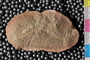 Mazon Creek Fossil