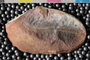 Mazon Creek Fossil