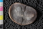 Mazon Creek Fossil