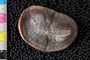 Mazon Creek Fossil