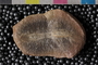 Mazon Creek Fossil