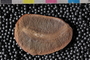 Mazon Creek Fossil