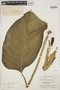 Monstera adansonii Schott, BRITISH GUIANA [Guyana], A. C. Smith 3595, F