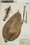 Monstera adansonii Schott, BRITISH GUIANA [Guyana], H. Lang 385, F