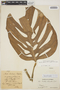 Monstera adansonii subsp. laniata (Schott) Mayo & I. M. Andrade, COLOMBIA, Bro. Elias 1217, F