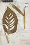 Monstera adansonii subsp. laniata (Schott) Mayo & I. M. Andrade, COLOMBIA, Herb. H. Smith 2308, F