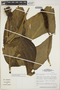 Monstera adansonii subsp. laniata (Schott) Mayo & I. M. Andrade, BRAZIL, M. J. G. Hopkins 717, F