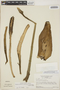 Monstera adansonii subsp. klotzschiana (Schott) Mayo & I. M. Andrade, SURINAME, H. S. Irwin 54844, F