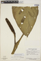 Monstera adansonii subsp. klotzschiana (Schott) Mayo & I. M. Andrade, BRAZIL, G. T. Prance 58797, F