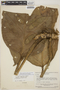 Monstera adansonii subsp. klotzschiana (Schott) Mayo & I. M. Andrade, VENEZUELA, J. A. Steyermark 75581, F