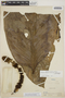 Monstera adansonii subsp. klotzschiana (Schott) Mayo & I. M. Andrade, PERU, G. Klug 1532, F