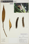 Monstera adansonii subsp. klotzschiana (Schott) Mayo & I. M. Andrade, PERU, J. G. Graham 1066, F