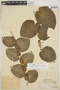 Monstera dubia (Kunth) Engl. & K. Krause, PERU, Ll. Williams 4875, F