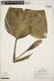 Monstera dubia (Kunth) Engl. & K. Krause, PERU, R. B. Foster 2537, F