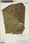 Monstera lechleriana Schott, VENEZUELA, J. A. Steyermark 106752, F