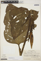 Monstera lechleriana Schott, COLOMBIA, T. C. Plowman 2251, F