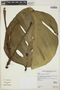 Monstera lechleriana Schott, BOLIVIA, M. Kessler 12963, F