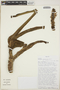 Monstera lechleriana Schott, BOLIVIA, T. B. Croat 84525, F