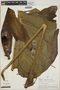 Monstera lechleriana Schott, PERU, M. O. Dillon 1181, F