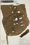 Monstera lechleriana Schott, PERU, A. H. Gentry 22337, F