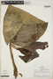 Monstera lechleriana Schott, Peru, R. B. Foster 2717, F