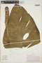 Monstera lechleriana Schott, Peru, P. J. Barbour 5777, F