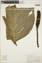Monstera lechleriana Schott, PERU, P. J. Barbour 5777, F