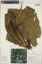 Monstera lechleriana Schott, PERU, J. G. Graham 1066, F