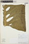 Monstera lechleriana Schott, PERU, Rod. Vásquez 35914, F