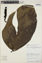Monstera lechleriana Schott, PERU, P. Nuñez V. 10171, F