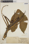 Montrichardia arborescens (L.) Schott, BRITISH GUIANA [Guyana], B. E. Dahlgren, F