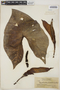 Montrichardia arborescens (L.) Schott, BRITISH GUIANA [Guyana], J. S. de la Cruz 1468, F