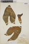 Montrichardia arborescens (L.) Schott, BRITISH GUIANA [Guyana], J. S. de la Cruz 3706, F
