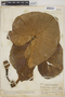 Montrichardia arborescens (L.) Schott, VENEZUELA, Ll. Williams 12760, F