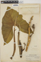 Montrichardia arborescens (L.) Schott, COLOMBIA, Bro. Elias 1435, F