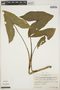 Montrichardia arborescens (L.) Schott, PERU, T. C. Plowman 2475, F