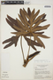 Philodendron adamantinum Mart. ex Schott, Brazil, H. S. Irwin 22120, F