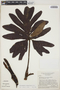 Philodendron adamantinum Mart. ex Schott, BRAZIL, H. S. Irwin 22805, F