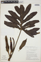 Philodendron adamantinum Mart. ex Schott, BRAZIL, H. S. Irwin 20699, F