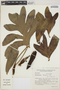 Philodendron adamantinum Mart. ex Schott, BRAZIL, R. M. Harley 35854, F