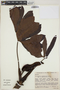 Philodendron adamantinum Mart. ex Schott, BRAZIL, R. Mello-Silva 1040, F
