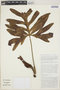 Philodendron adamantinum Mart. ex Schott, BRAZIL, S. J. Mayo 707, F
