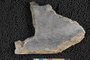 2018 Summer IMLS Ordovician Digitization Project. Fossil