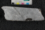 2018 Summer IMLS Ordovician Digitization Project. Fossil