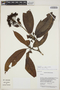 Isertia parviflora Vahl, Guyana, B. Hoffman 3597, F