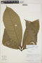 Kutchubaea semisericea Ducke, Peru, R. B. Foster 10968, F