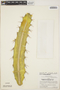 Calymmanthium substerile F. Ritter, PERU, P. C. Hutchison 3567, F