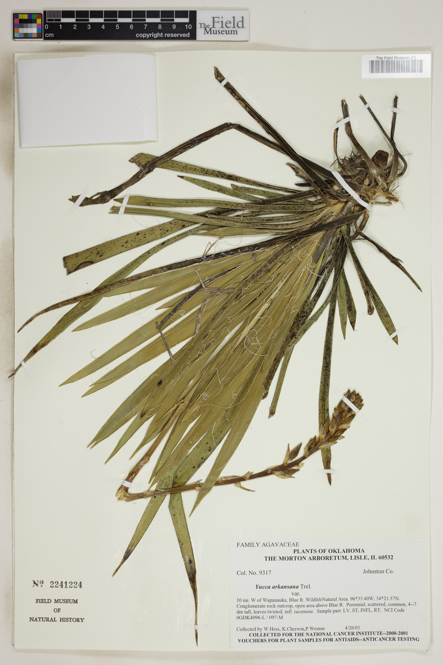 Yucca arkansana image