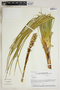 Yucca elata (Engelm.) Engelm., U.S.A., W. J. Hess 7932, F