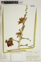 Yucca elata (Engelm.) Engelm., U.S.A., W. J. Hess 4610, F